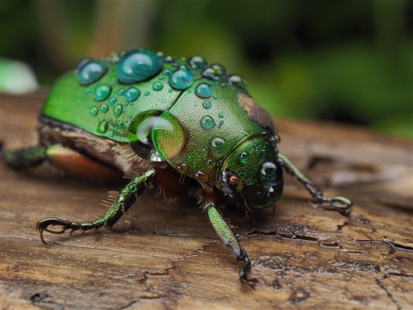 オリンパス ズイコーデジタル 35mm F3.5 Macroで撮影された写真 - 価格.com