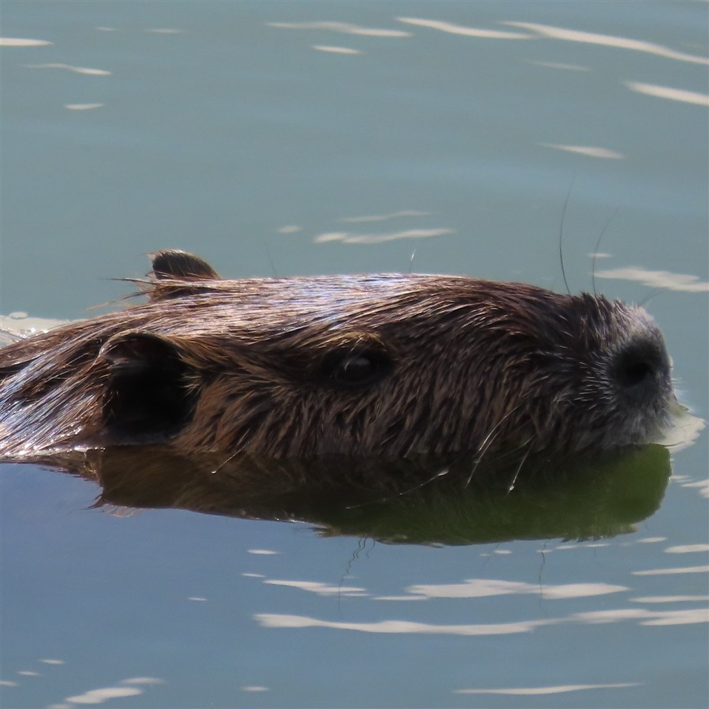 換算f 1365mm三昧 初瞬膜 初ヌートリア 初乱舞 水鳥 Canon Powershot Sx70 Hs のクチコミ掲示板 価格 Com