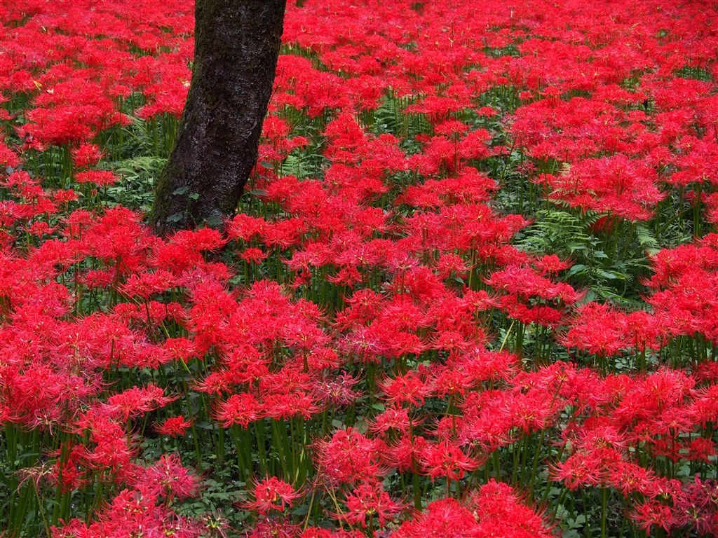早く壊れすぎ』 オリンパス OLYMPUS PEN Lite E-PL6 EZ ダブルズーム