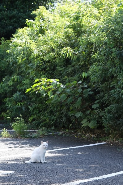 あなたが好きなネコの写真を見せて頂けませんか？Part20