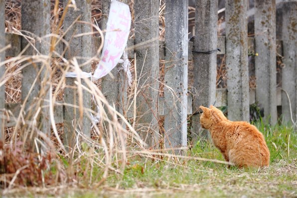 あなたが好きなネコの写真を見せて頂けませんか？Part20