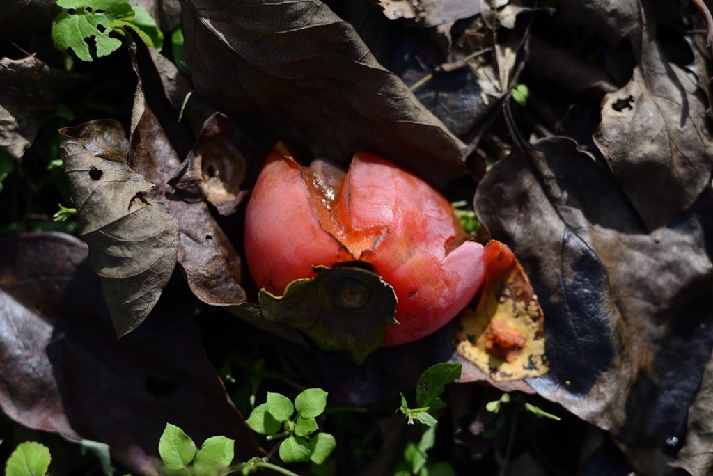 DかSか？』 ニコン AI Nikkor 50mm f/1.4S のクチコミ掲示板 - 価格.com