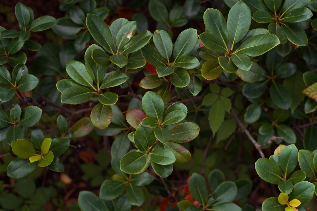 DかSか？』 ニコン AI Nikkor 50mm f/1.4S のクチコミ掲示板 - 価格.com