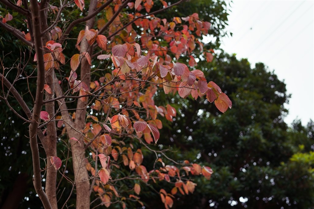 DかSか？』 ニコン AI Nikkor 50mm f/1.4S のクチコミ掲示板 - 価格.com