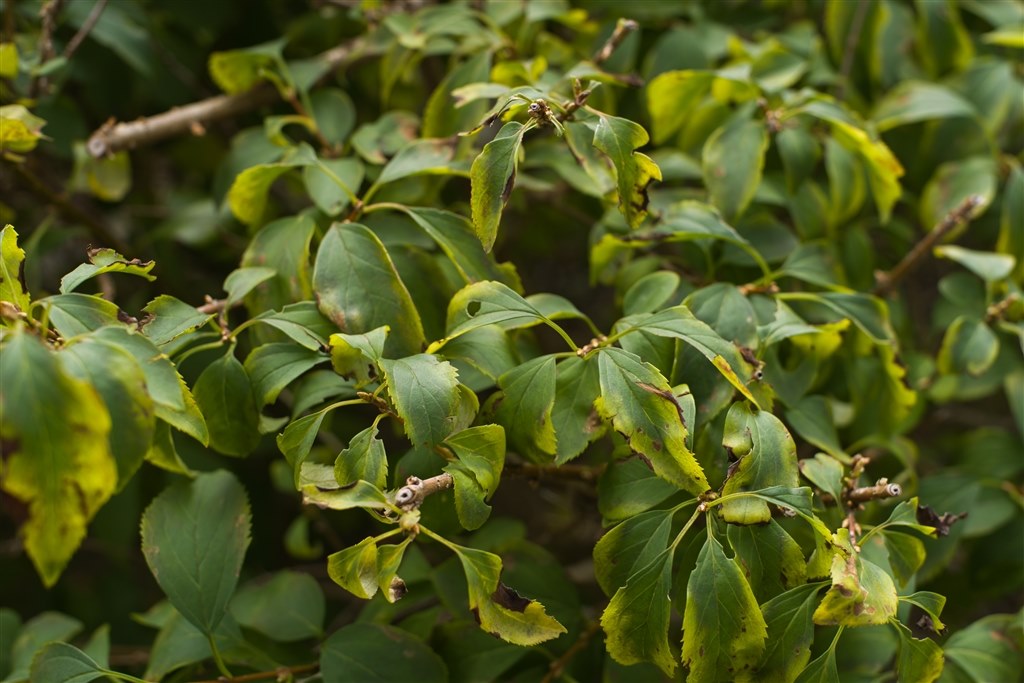 DかSか？』 ニコン AI Nikkor 50mm f/1.4S のクチコミ掲示板 - 価格.com