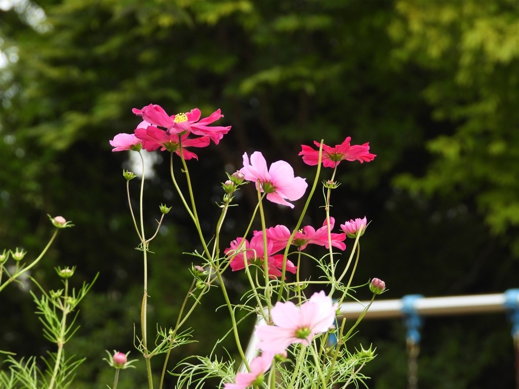 Coolpixで貼り逃げ 令和2年 その11 ニコン Coolpix P1000 のクチコミ掲示板 価格 Com