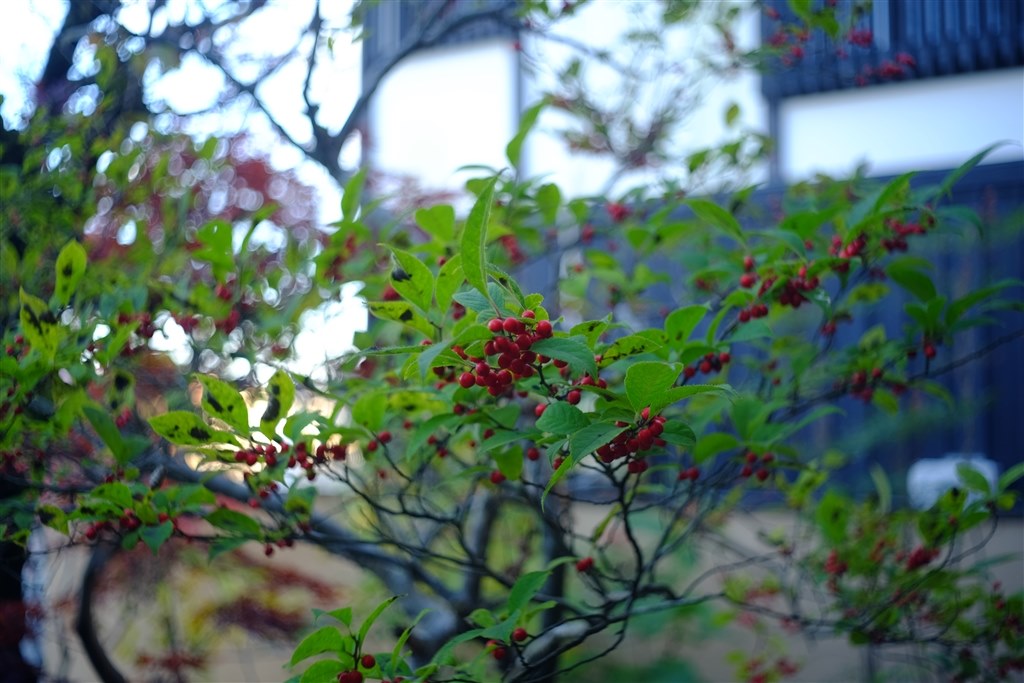Olympus D,Zuiko 30mm f2.8』 富士フイルム FUJIFILM X-E2 ボディ の