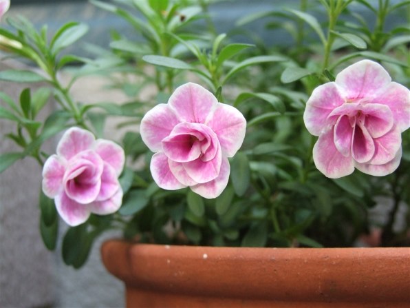 ポッキー 様_フォロー割_FUJIFILM ❤️ FinePix S9000 FUJIFILM FinePix Z100fd Digital Camera (Shell Pink) 15776575 B&H