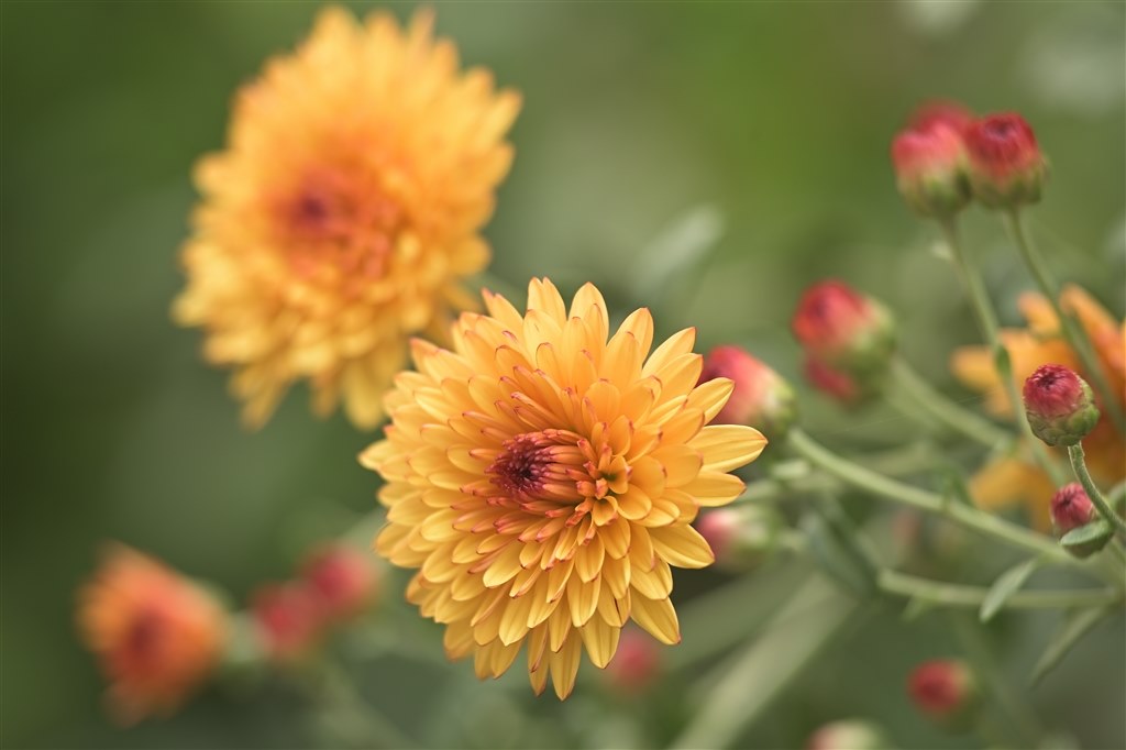 Ai AF Nikkor ED 200mm F3.5S(IF)』 クチコミ掲示板 - 価格.com