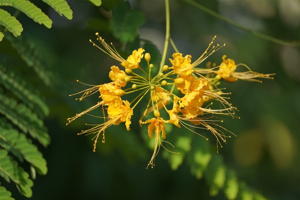 〈作例有〉Tamron 70-300mm F4.5-6.3 タムロン 70-300mm F4.5-6.3 Di III RXD レンズレビュー 完全版 - とるなら