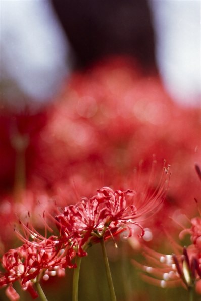 値下げ!河津桜 古木花目付き 値下げ!河津桜 古木花目付き