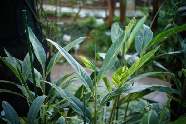 コシナ フォクトレンダー NOKTON vintage line 50mm F1.5 Aspherical