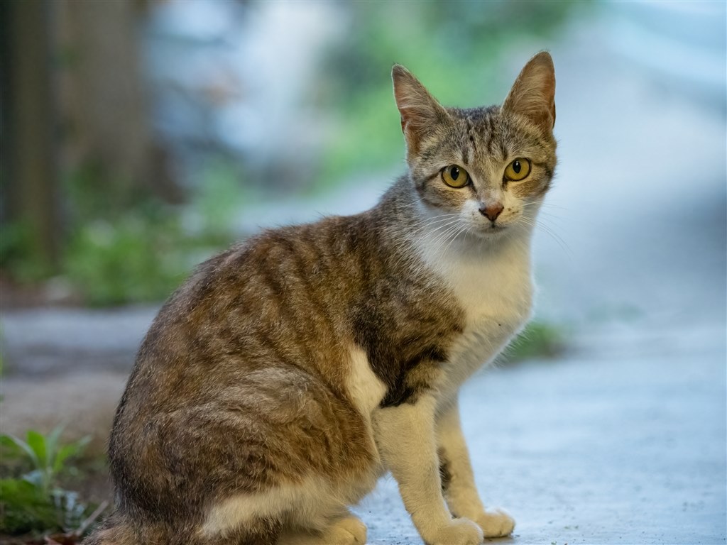 高感度時のノイズ オリンパス Om D E M1x ボディ のクチコミ掲示板 価格 Com