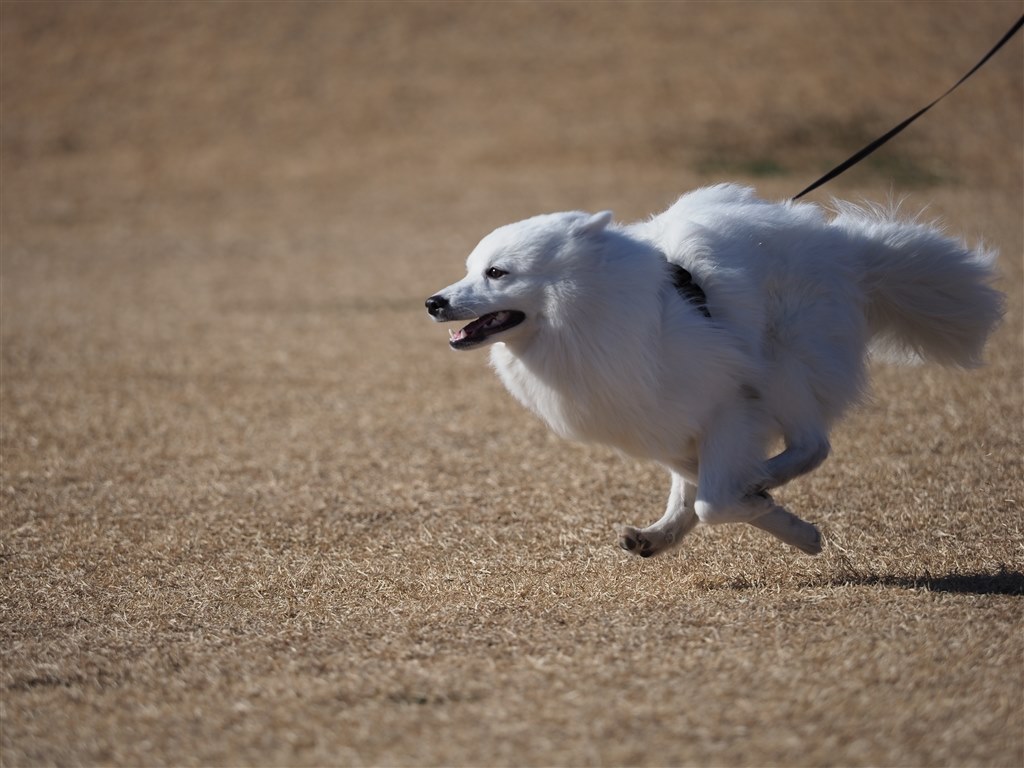 この機種は飛行犬撮影に向いていますか オリンパス Om D E M1 Mark Ii ボディ のクチコミ掲示板 価格 Com