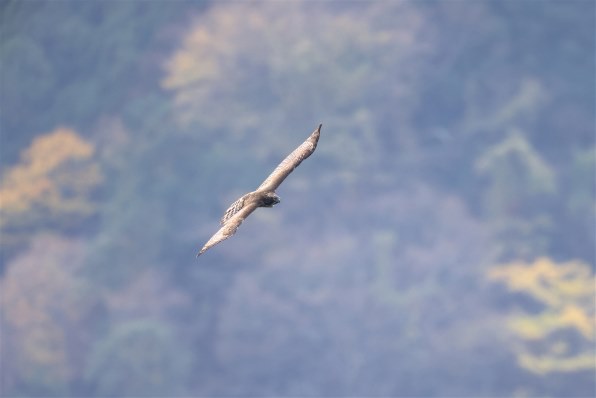 CANON EF800mm F5.6L IS USMで撮影された写真 - 価格.com CANON EF800mm F5.6L IS USMで撮影された写真 - 価格.com