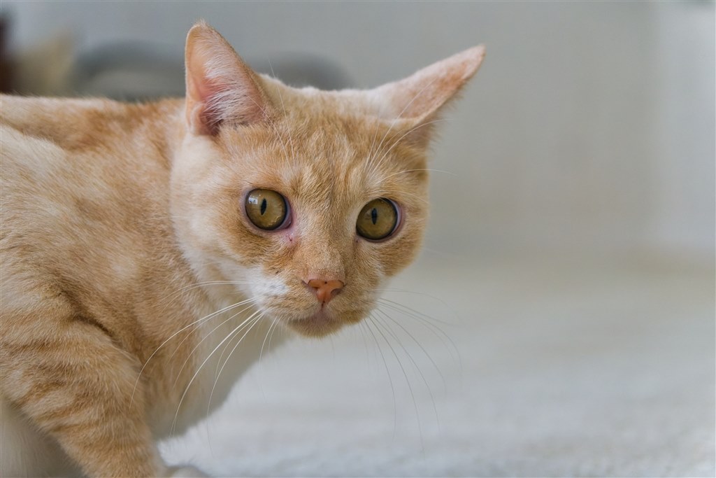 猫写真を撮り続けて想うこと。』 クチコミ掲示板 - 価格.com - 猫 好き 掲示
板