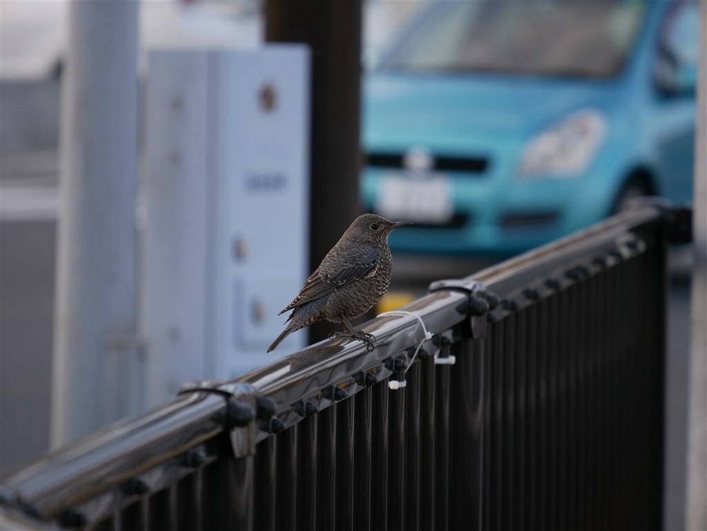 キットレンズとは思えないほどよく写る、90-350㎜相当のレンズ。』 パナソニック LUMIX G X VARIO PZ 45-175mm/F4. 0-5.6 ASPH./ POWER O.I.S. H-PS45175-K [ブラック] のクチコミ掲示板 - 価格.com