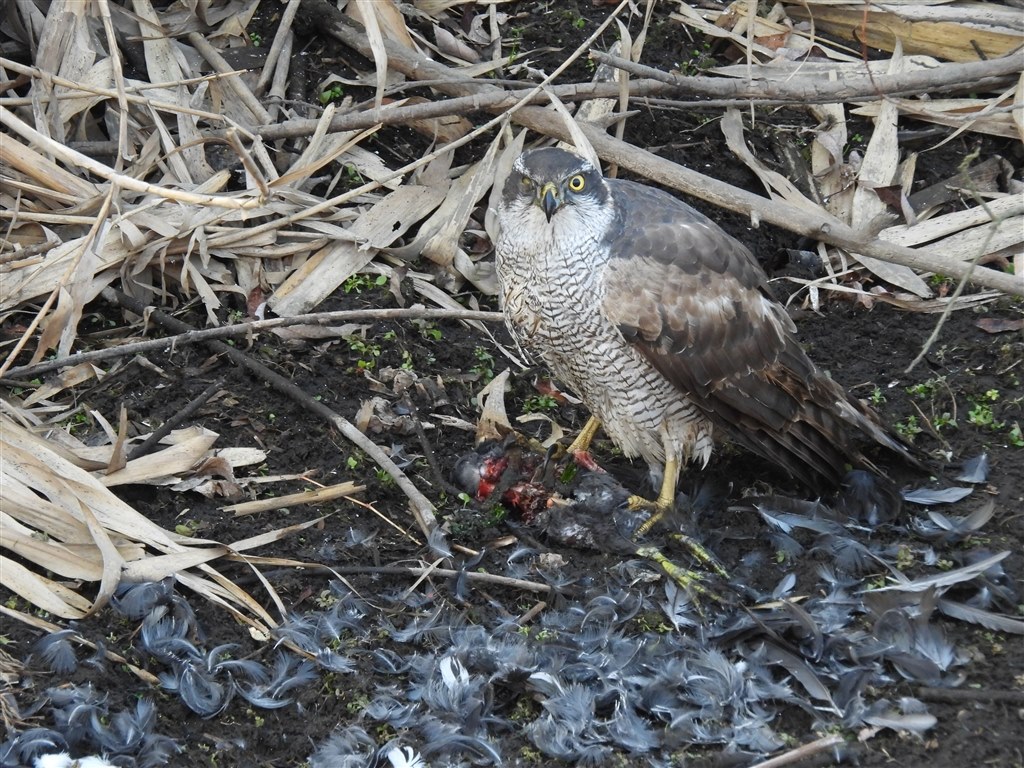 おまけ多数付き 【美品】Nikon COOLPIX P950 超望遠鳥モード付 Amazon | Nikon デジタルカメラ COOLPIX P950 ブラック クールピクス