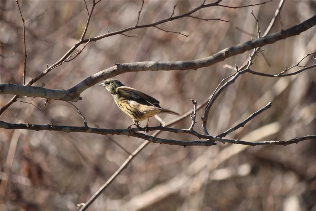 Nikon D500 野鳥セット - デジタルカメラ