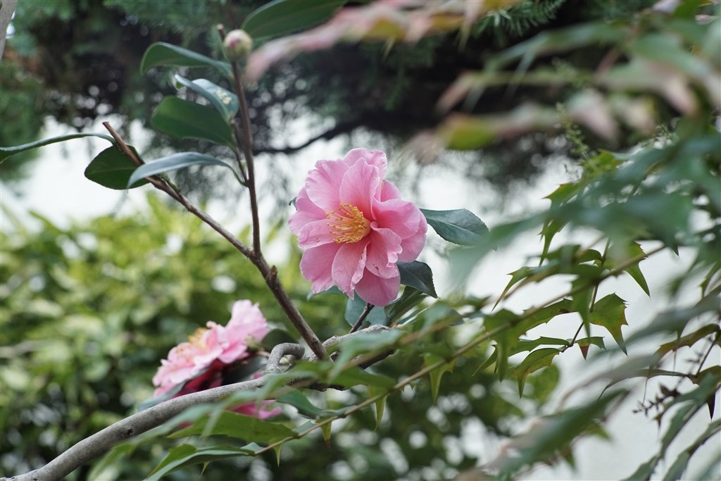 植物細胞、動物細胞の模式図 クリアファイル