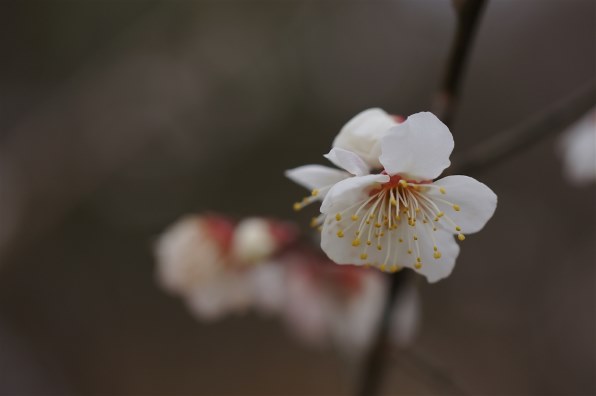 確認ପ(⑅ˊᵕˋ⑅)ଓ画像2枚 写真作例 色いろいろ Part268 2021三密回避で頑張ろう