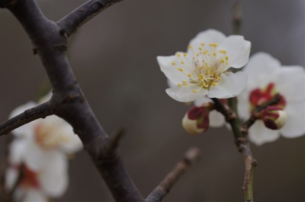 写真作例 色いろいろ Part268 2021三密回避で頑張ろう