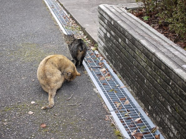 写真作例 色いろいろ Part268 2021三密回避で頑張ろう