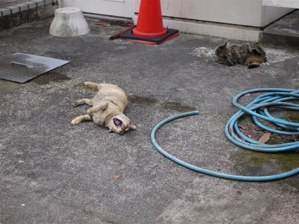 写真作例 色いろいろ Part268 2021三密回避で頑張ろう