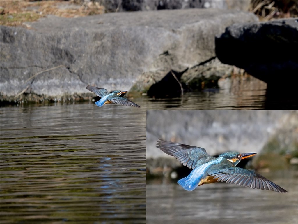 カワセミ（トビモノ）～150-400mm F4.5 TC1.25x IS PRO 編 