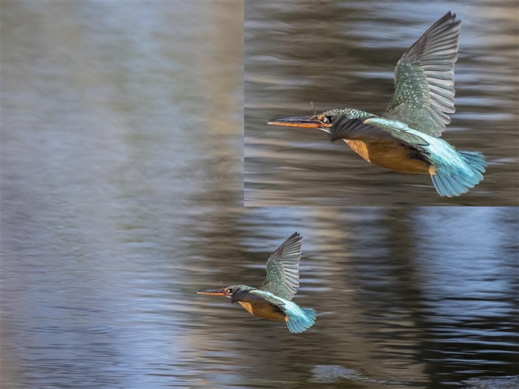 カワセミ（トビモノ）～150-400mm F4.5 TC1.25x IS PRO 編