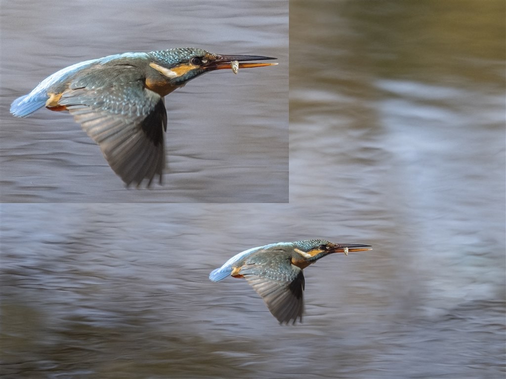 カワセミ（トビモノ）～150-400mm F4.5 TC1.25x IS PRO 編
