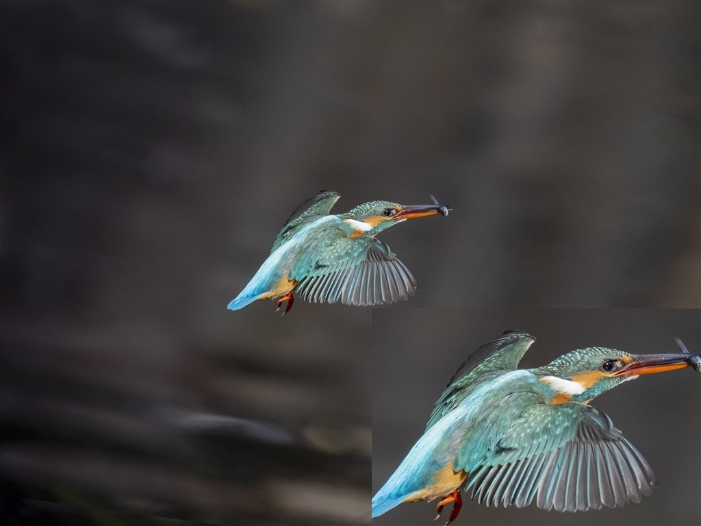 カワセミ（トビモノ）～150-400mm F4.5 TC1.25x IS PRO 編