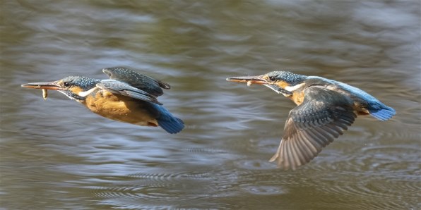 カワセミ（トビモノ）～150-400mm F4.5 TC1.25x IS PRO 編