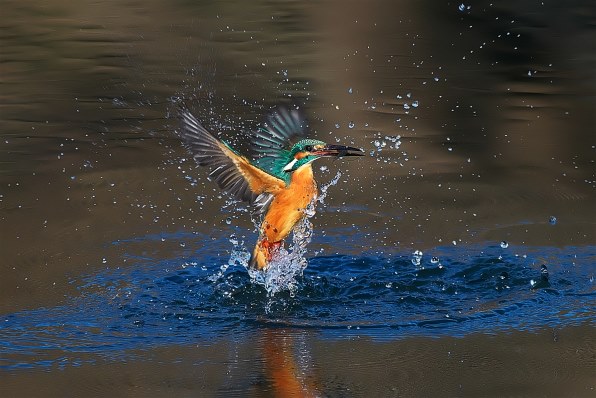 カワセミ（トビモノ）～150-400mm F4.5 TC1.25x IS PRO 編