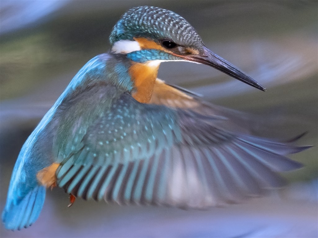 カワセミ（トビモノ）～150-400mm F4.5 TC1.25x IS PRO 編