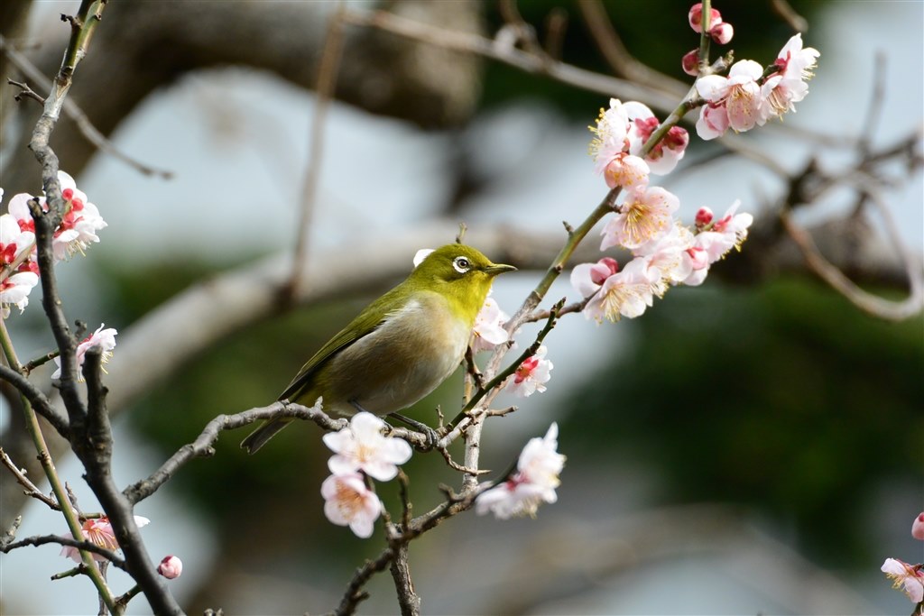 Nikon ニコン クールピクス COOLPIX P1000 野鳥撮影 ニコン「COOLPIX P1000」で野鳥撮影＆作例も！｜試用レポート