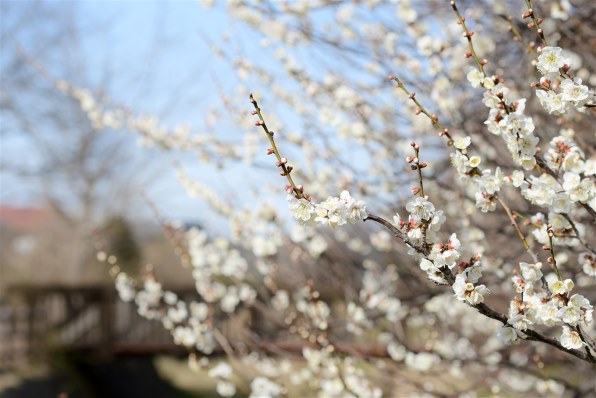 花の撮り方色々 メーカー別花の撮り方レシピ クチコミ掲示板 価格 Com