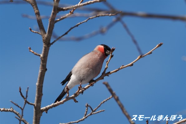 写真作例 色いろいろ Part270 2021春の訪れを楽しみましょう