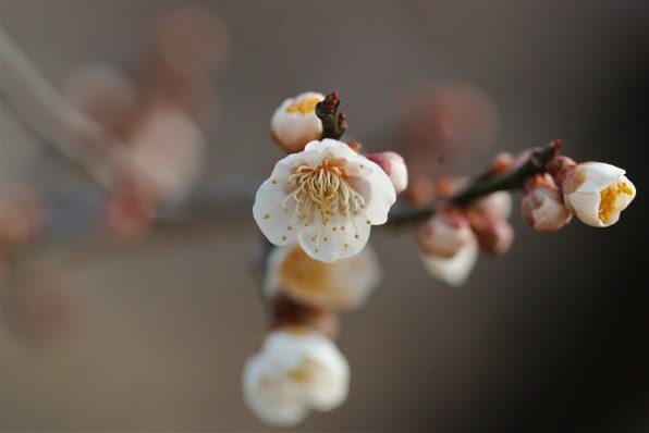 -yosiemon-新品 絞り 花の囁き…かすかに聞こえる春の足音 仕付け糸付 訪問着 n-10 旬の園内フォトさんぽ｜宇治市植物公園（公式ホームページ）