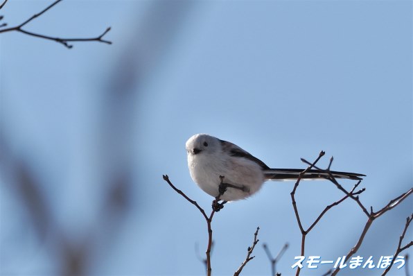 写真作例 色いろいろ Part270 2021春の訪れを楽しみましょう