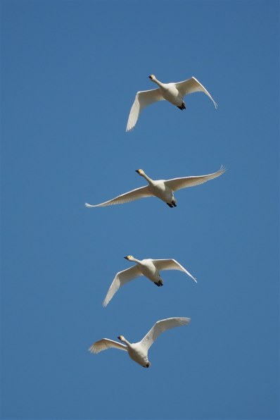 写真作例 色いろいろ Part270 21春の訪れを楽しみましょう クチコミ掲示板 価格 Com