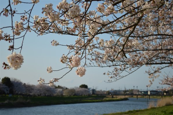 ニコン D3200 18-55 VR レンズキット [ブラック]投稿画像・動画 - 価格.com