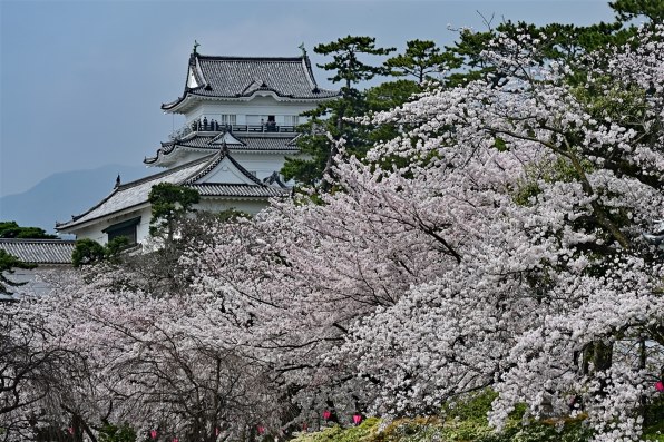 最終価格】諏訪憲二作 猫のポートレート 酸っぱかっ