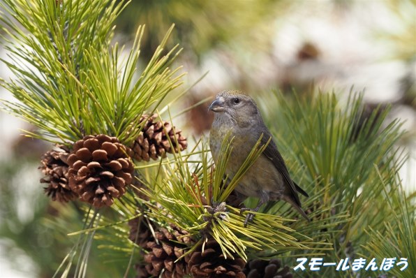 デジタル一眼カメラなんでも掲示板のクチコミ 価格 Com