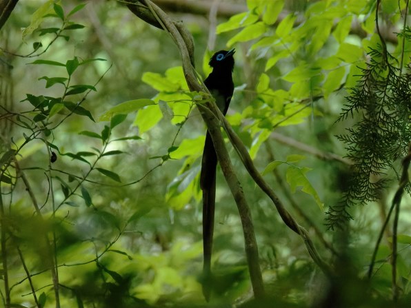 COOLPIXで貼り逃げ～」その16 （令和3年）』 ニコン COOLPIX P1000 の