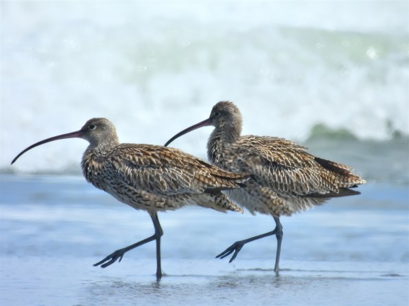 COOLPIXで貼り逃げ～」その16 （令和3年）』 ニコン COOLPIX P1000 の