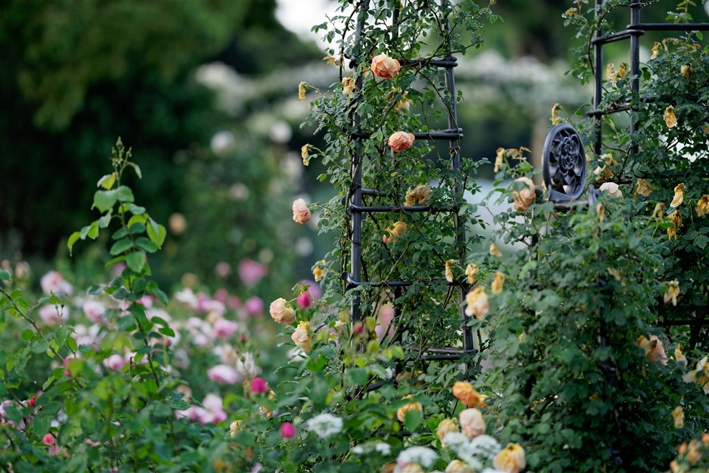 Rose Garden・ローズガーデン （300×300mmサイズ）全4色 - 3