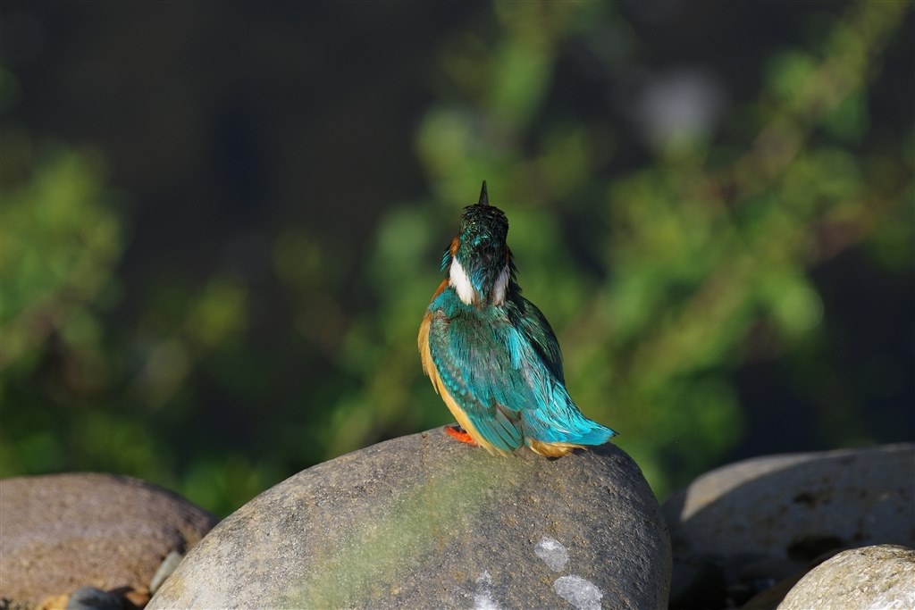 AFは良くはなっているけど・・・』 ペンタックス PENTAX K-3 Mark III