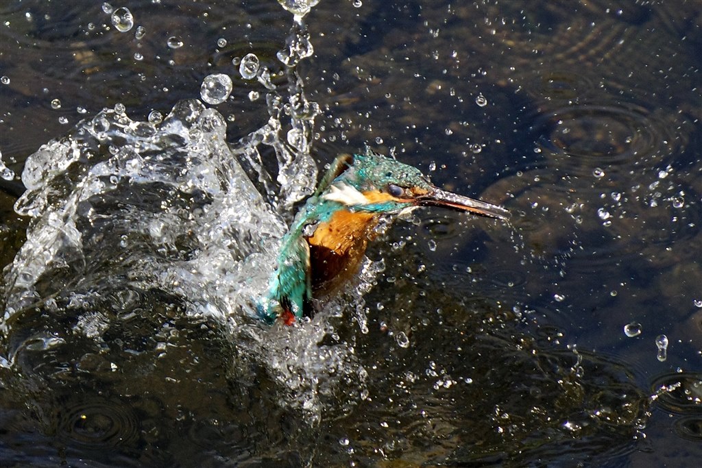 AFは良くはなっているけど・・・』 ペンタックス PENTAX K-3 Mark III