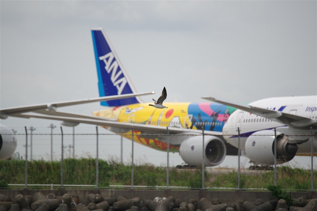 【現最安・未使用】FAB Three of a Kind 3枚 藤原産業 セフティー3 刈払機用防振肩掛バンドダブル KB-26A ( 1